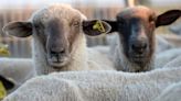 Inscribieron a cuatro ovejas en una escuela rural para que el Gobierno no cierre un aula | Mundo