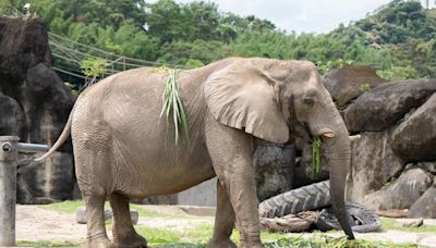 歡慶父親節、情侶放閃、保育大象 臺北市立動物園三重節慶歡樂週｜壹蘋新聞網