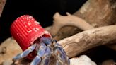 Pictures reveal hermit crabs are turning to plastic waste to use as shells