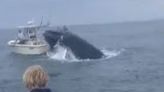 Breaching whale capsizes fishing boat off New Hampshire coast