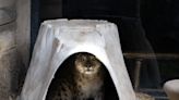 Hogle Zoo snow leopard known for ‘star-crossed eyes’ dies at age 15