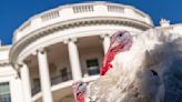 Today’s turkey traditions, explained: How many turkeys are killed for Thanksgiving?
