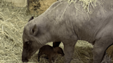 What’s a babirusa? San Antonio Zoo rings in 2024 with newest baby