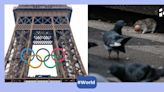 rats,paris olympics,paris 2024,paris,olympics,france,rat problem in france,rats in paris,paris olympics preparation,rats in paris olympics,olympic village,paris sanitation,waste management in paris, Europe,Olympic Games,2024 Olympics,Paris