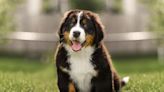 200 Bernese Mountain Dog Names