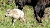 Yellowstone visitors hope to catch a glimpse of rare white buffalo calf