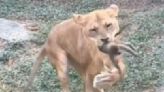 母獅「太餓」才會吞小猴？壽山動物園：像人類一樣吃過還是會想吃