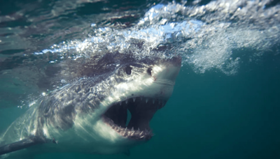 Hunt for great white SHARKS off UK coast begins after ‘sightings’