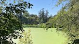 2 wild and restored trails in Albany off I-5 offer intriguing contrast