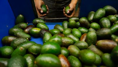 The U.S. and Mexico settle their avocado standoff — but not without a dig from the Mexican president