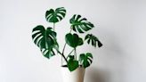 This Easy Houseplant Is Perfect for Summer Decor