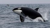 Vuelven las orcas ‘Gladis’ al estrecho de Gibraltar: un velero se hunde por los golpes de los cetáceos