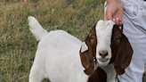 A family tried to save their auctioned goat from slaughter. Now they are suing police who took it