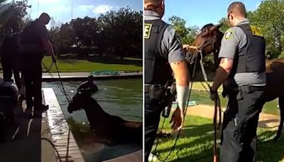 You’ll neigh-ver believe it: Horse falls into Oklahoma swimming pool