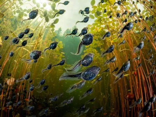 10 unbelievable photos of underwater animals which have won awards