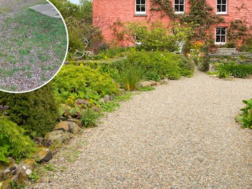 I tried every hack to get rid of weeds in my gravel - a £6 buy killed them
