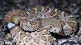 What snakes live in the Albuquerque area?