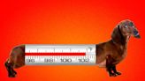 How to keep your pets cool in this scorching heat