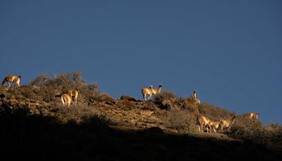 Una provincia argentina autoriza la caza deportiva de pumas, zorros y guanacos