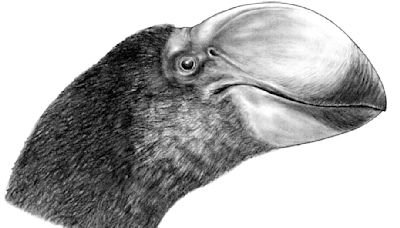 像鸚鵡又像鵝？澳洲出土滅絕4.5萬年「牛頓巨鳥」頭骨，體型比鴕鳥大5倍 - TNL The News Lens 關鍵評論網
