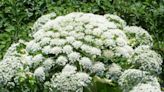 Avoid at all costs: What makes giant hogweed so dangerous