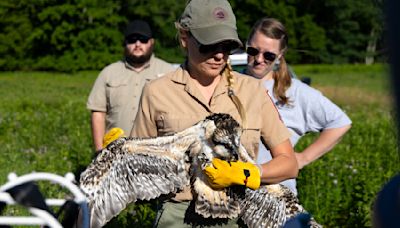 With nests on telephone poles, once-endangered osprey are flying high in Cook County