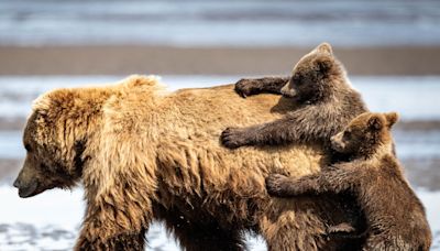 The funniest wildlife photos of the year