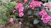 4 types of popular hydrangeas for your Charleston garden