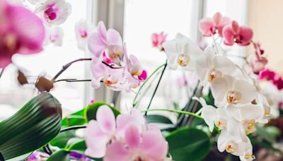 These 17 Indoor Flowering Plants Will Fill Your Home with Colorful Blooms