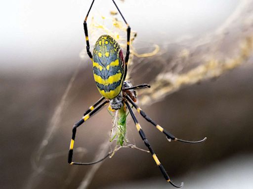 Venomous Flying Spiders May Soon Invade the East Coast, Experts Say