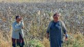 Uzbek cotton sector urged to protect activists after alleged attack