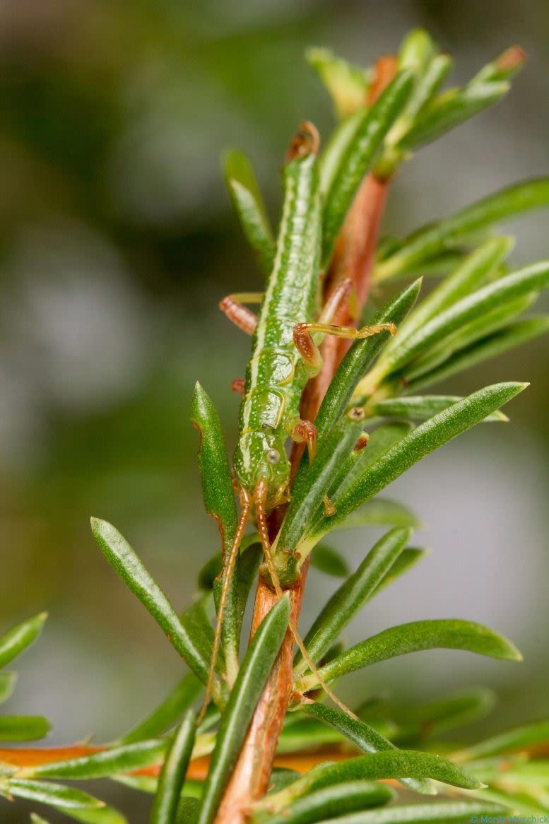 Echoes of Evolution: Unveiling Nature’s Repetitive Secrets in Stick Insects