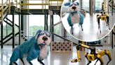 ‘Creepy’ Boston Dynamics robot dog dances in glittery blue costume: ‘Nightmare fuel’
