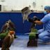 Abu Dhabi Falcon Hospital