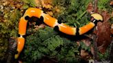 Texas Rains Bring Out Giant Poisonous Worms That Regenerate If Cut In Half