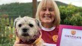 Well Society picks dog to be mascot for Steelwomen's SWPL game on Sunday