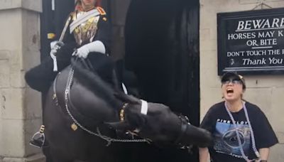 King's Guard horse bites tourist so hard she falls to the ground