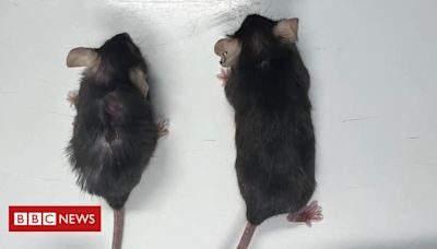 O medicamento que pode retardar o envelhecimento de animais