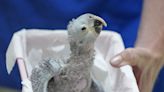 Recovery of Brazil's Spix's macaw, popularized in animated 'Rio' films, threatened by climate change