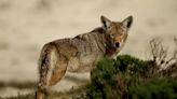 Suspected wolf pack sighting in NV turns out to be coyotes