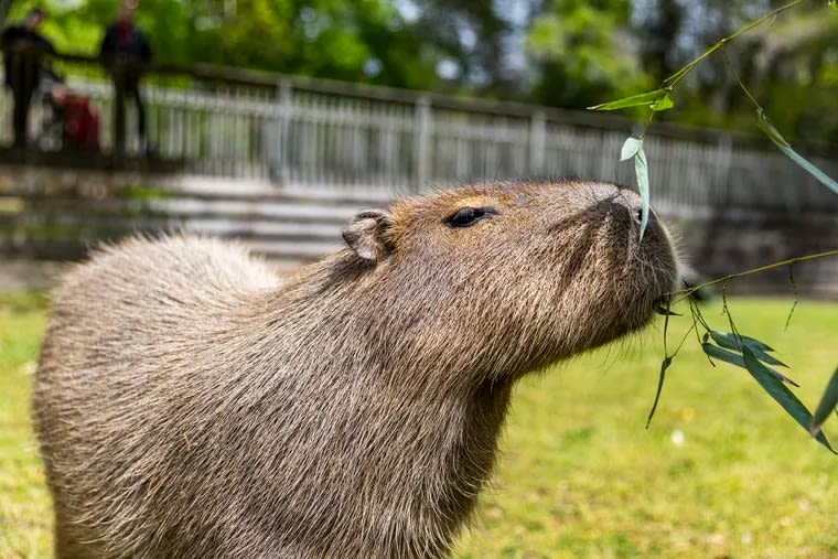 Cape May Zoo’s capybaras find love in their own version of ‘The Bachelor’