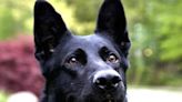 Retired police K9 dies