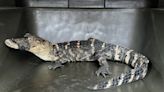 Alligator found after 10 days on the loose in Missouri - UPI.com