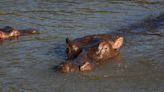 Trotting hippos can become airborne, scientists say