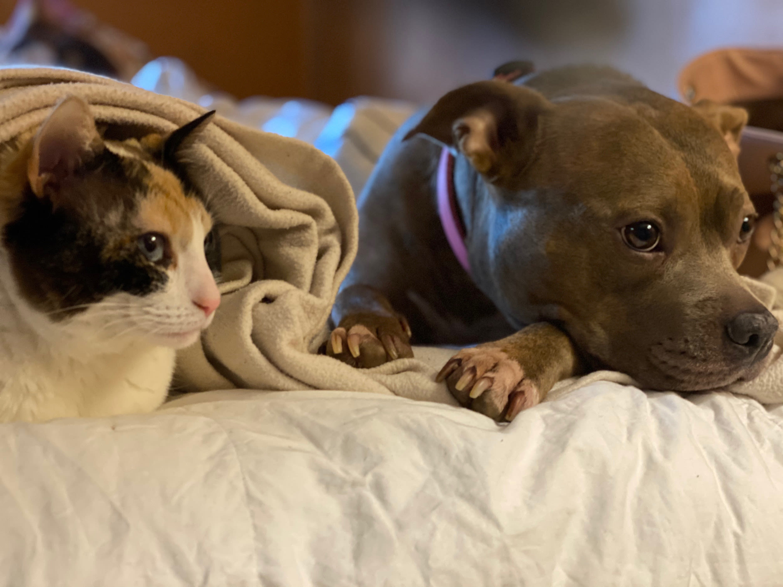 Dog defending her cat sibling delights internet: "She's safe"