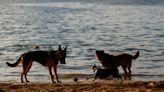 ¿Perros en las playas? Un verano atípico para mascotas y dueños, el primero con ley de bienestar animal