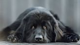 Snoring Newfoundland Dog Enjoying a Nap Is Making Everybody Sleepy