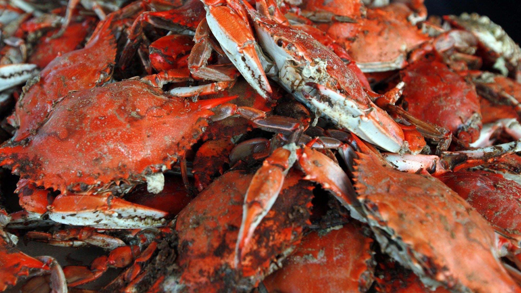 Maryland and Virginia in war of words over crabs with big harvest decision