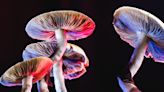 Fungi seem to 'sweat' to stay cool and scientists don't know why
