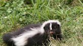 Phew! There might be a skunk problem in Alliance